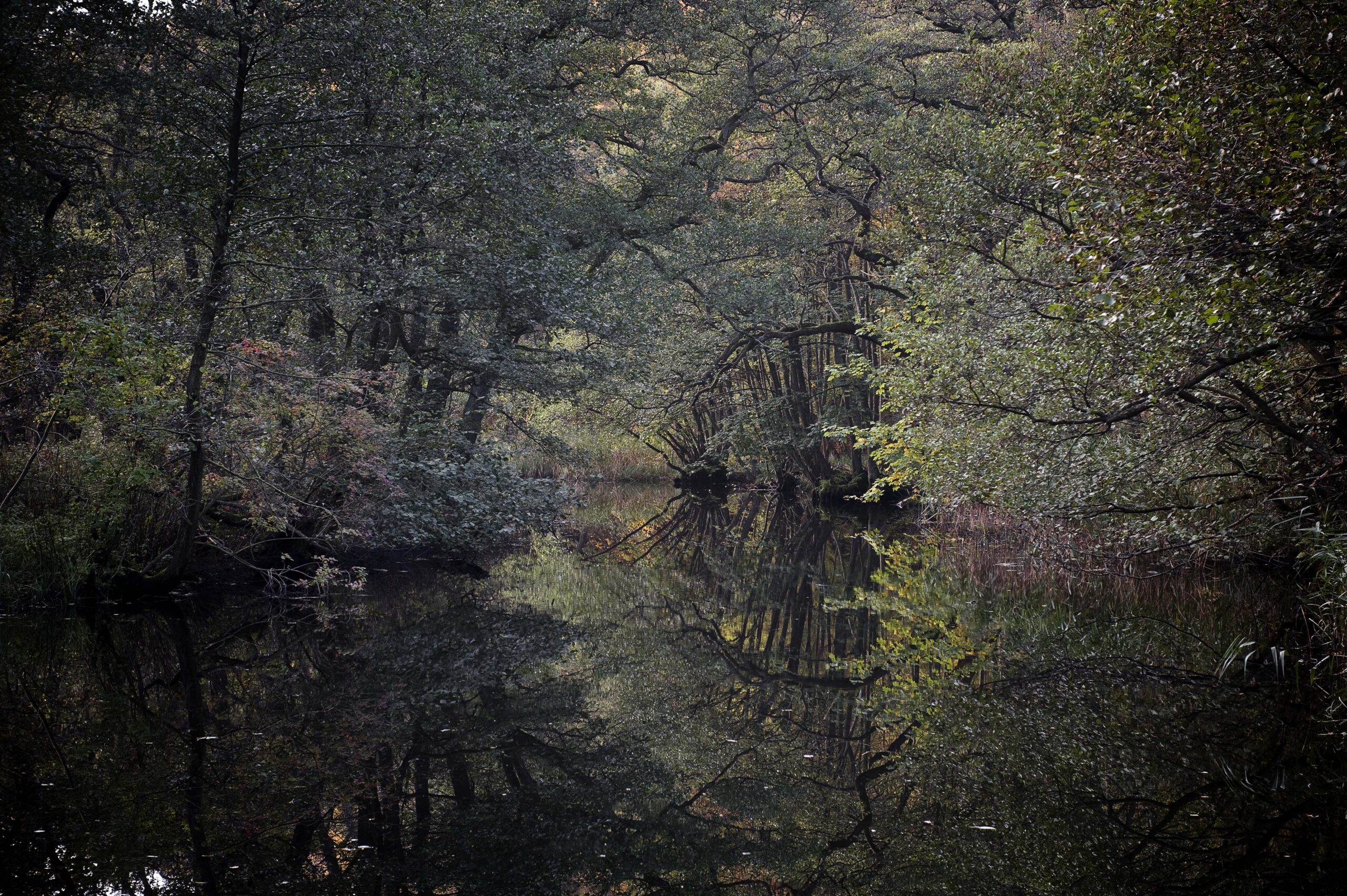 Mølleåen. Oktober 2011